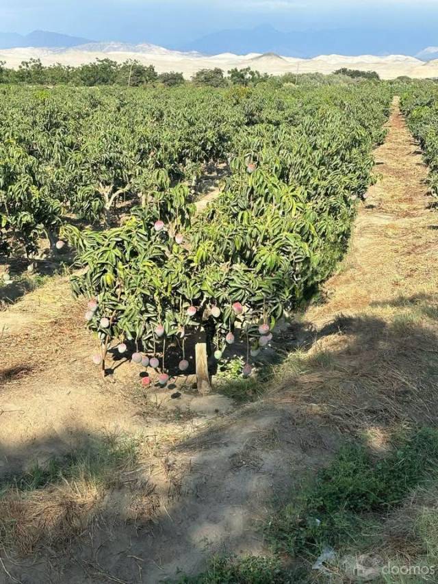 VENTA DE TERRENO EN CASMA