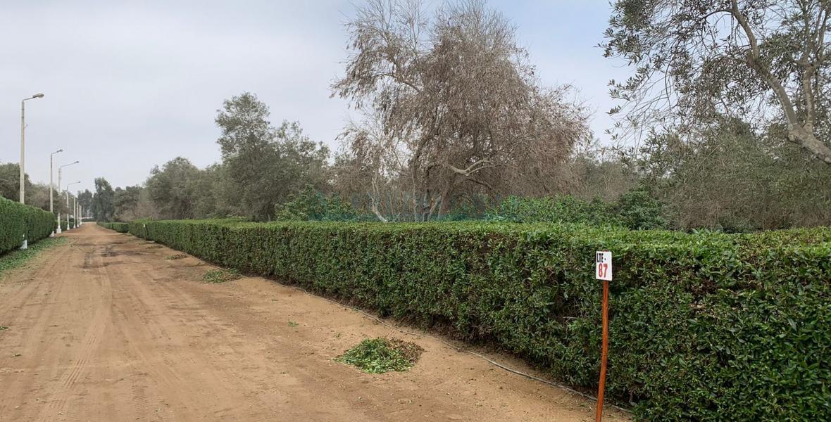 Terrenos Residenciales Venta Proyecto Condominio El Olivar Pampa La Quipa - PUCUSANA